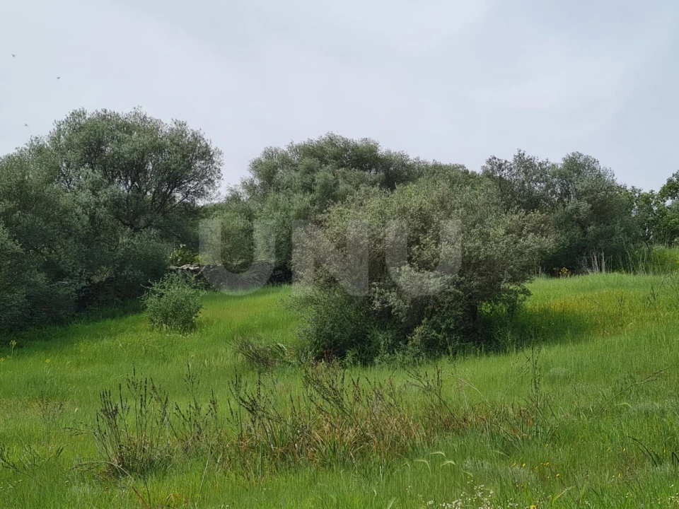 Terreno para Venda em Monsaraz Foto 15