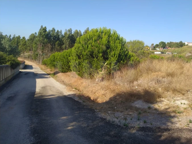 Terreno para Venda em Miragaia e Marteleira Foto 12
