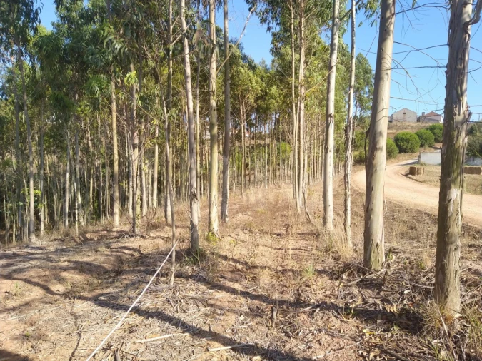 Terreno para Venda em Miragaia e Marteleira Foto 15