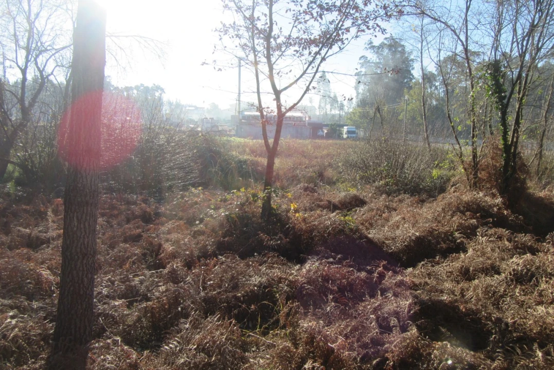 Terreno para Venda em Monte Real e Carvide Foto 8