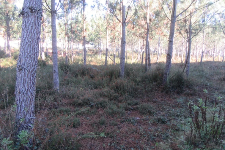 Terreno para Venda em Monte Real e Carvide Foto 6