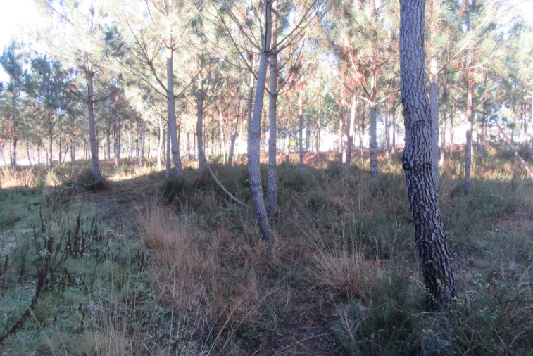 Terreno para Venda em Monte Real e Carvide Foto 7