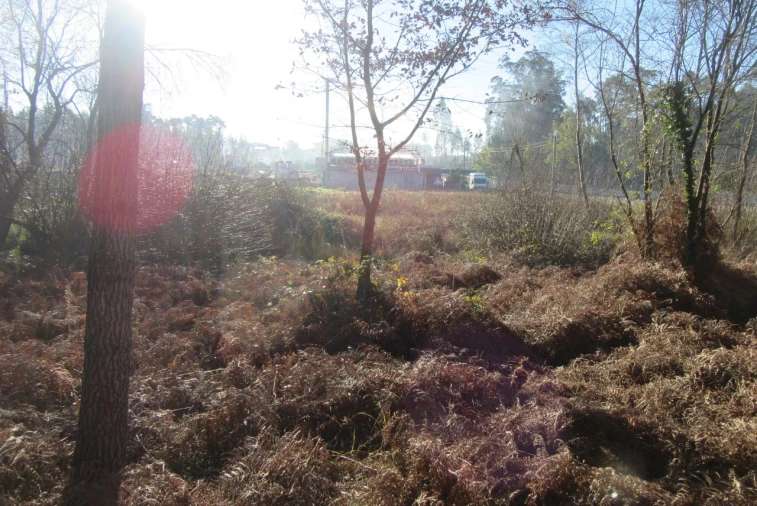 Terreno para Venda em Monte Real e Carvide Foto 8