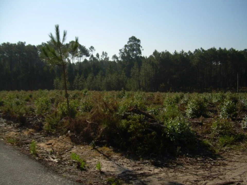 Terreno para Venda em Monte Real e Carvide Foto 2