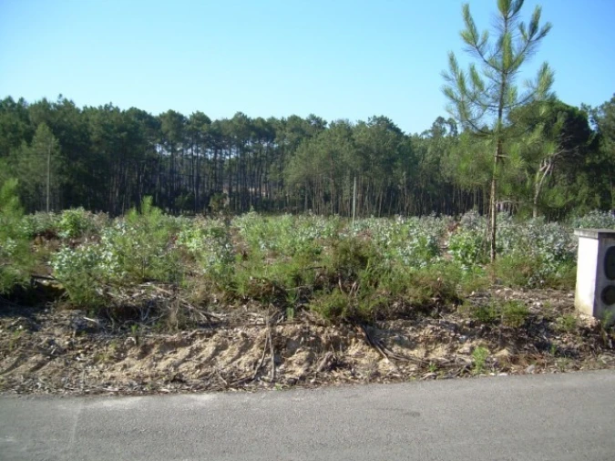 Terreno para Venda em Monte Real e Carvide Foto 3