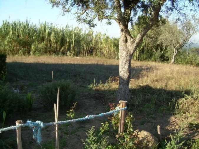 Terreno para Venda em Souto da Carpalhosa e Ortigosa Foto 2