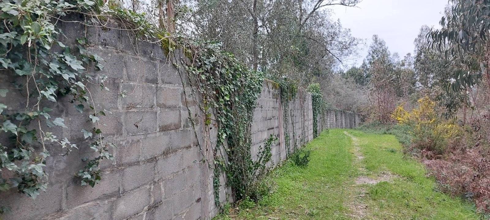Terreno para Venda em Monte Real e Carvide Foto 8