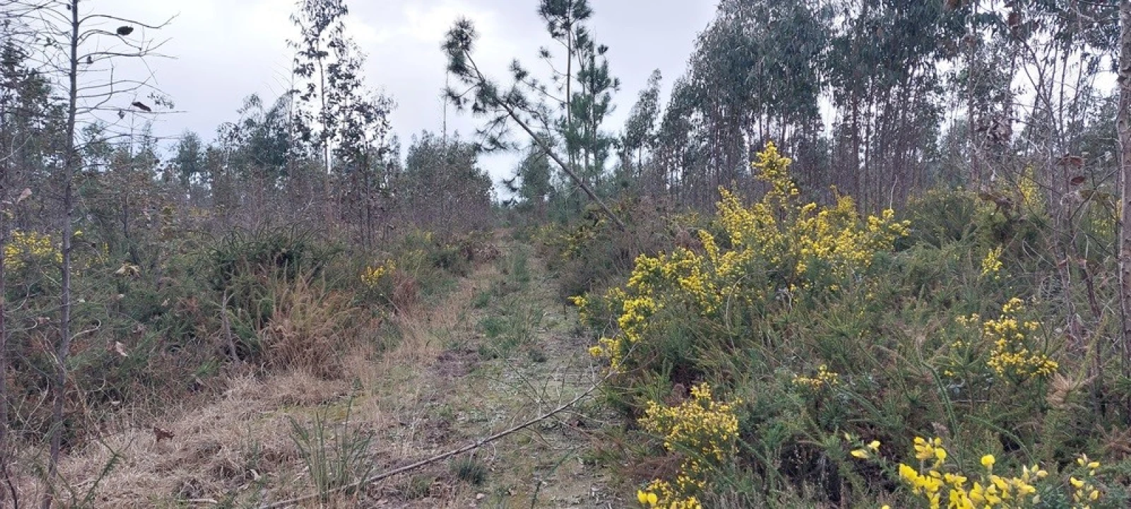 Terreno para Venda em Monte Real e Carvide Foto 6
