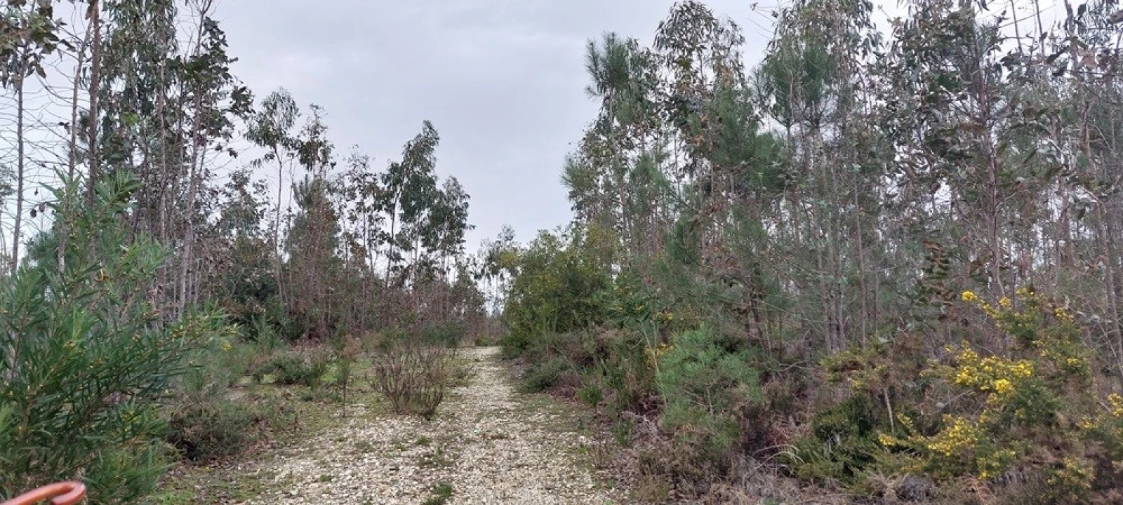 Terreno para Venda em Monte Real e Carvide Foto 7