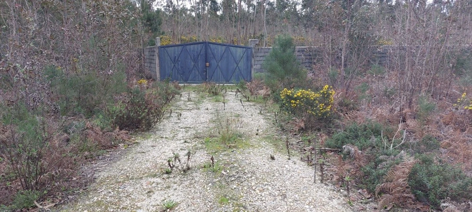 Terreno para Venda em Monte Real e Carvide Foto 3