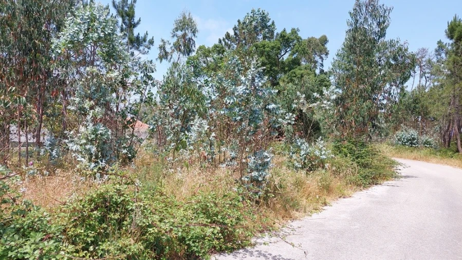 Terreno para Venda em Monte Real e Carvide Foto 5