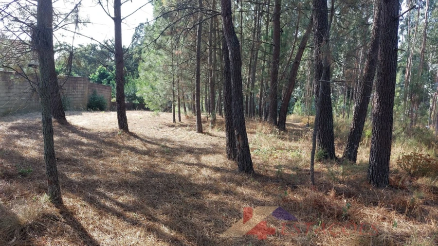Terreno para Venda em Pombal Foto 4