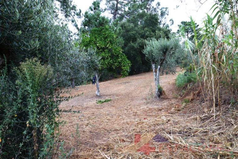 Terreno para Venda em Almagreira Foto 11