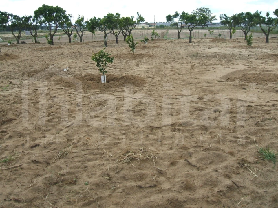 Terreno para Venda em Benavente Foto 10