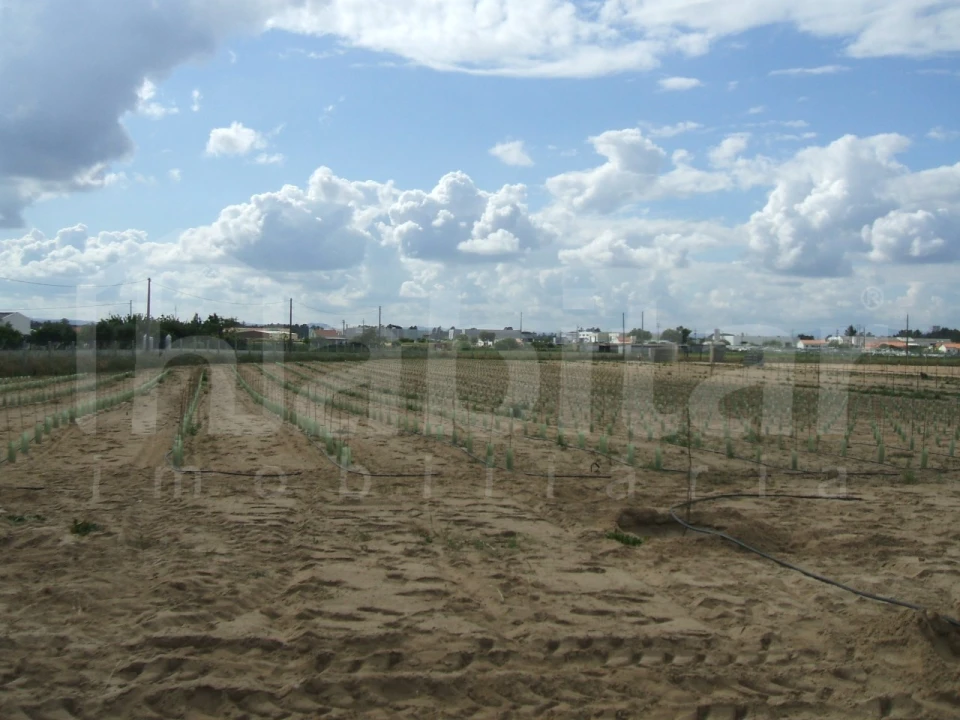 Terreno para Venda em Benavente Foto 14