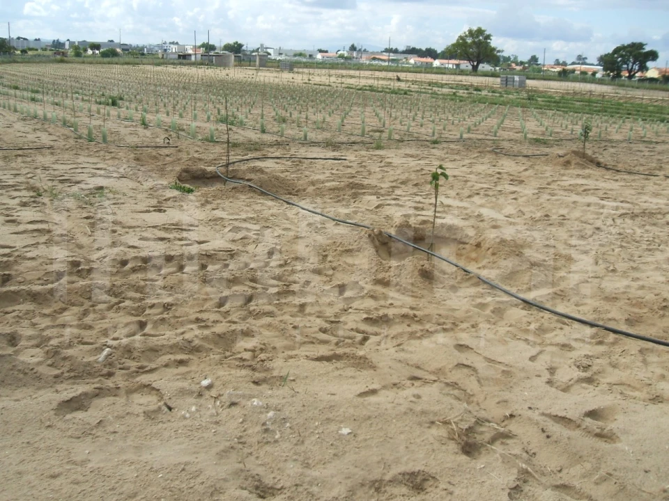 Terreno para Venda em Benavente Foto 16