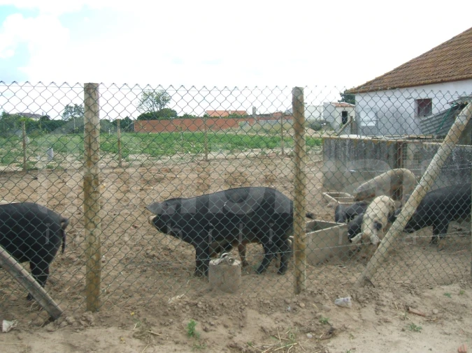 Terreno para Venda em Benavente Foto 5