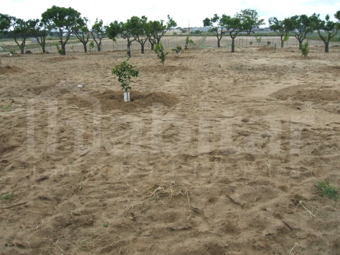 Terreno para Venda em Benavente Foto 10