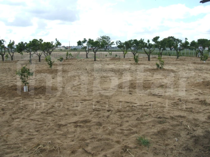 Terreno para Venda em Benavente Foto 11