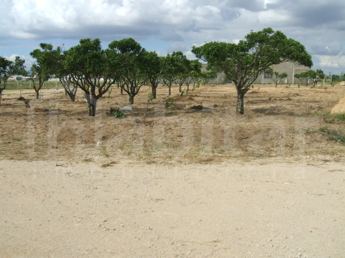 Terreno para Venda em Benavente Foto 13