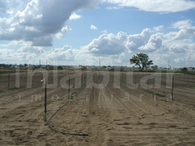 Terreno para Venda em Benavente Foto 17