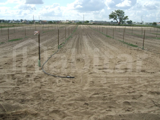 Terreno para Venda em Benavente Foto 18