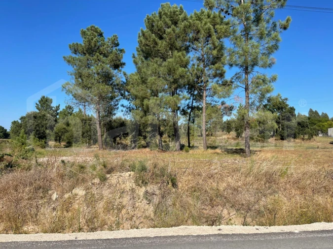 Terreno para Venda em Marinhais Foto 3