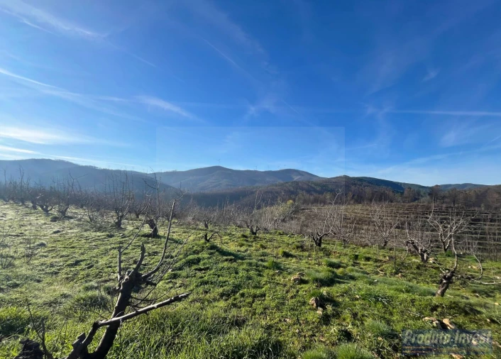 Quinta para Venda em Lavacolhos Foto 14