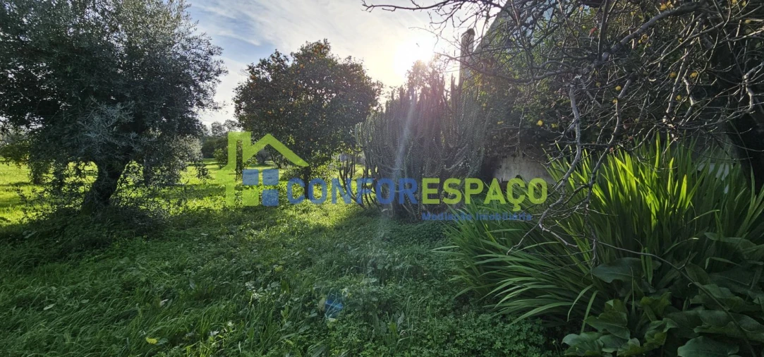 Terreno para Venda em Castelo Branco Foto 3