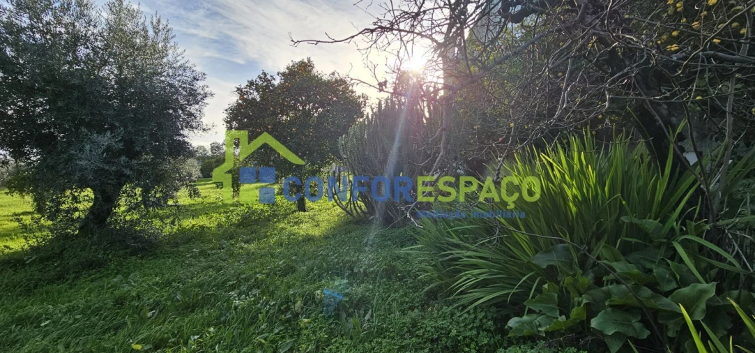 Terreno para Venda em Castelo Branco Foto 4