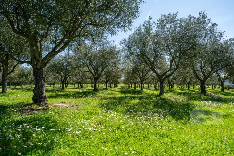 Quinta T2 para Venda em Faro do Alentejo Foto 21