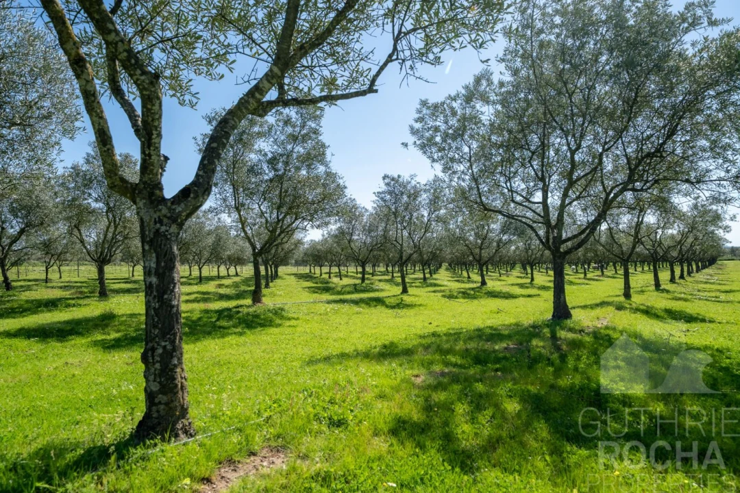 Quinta T2 para Venda em Faro do Alentejo Foto 22