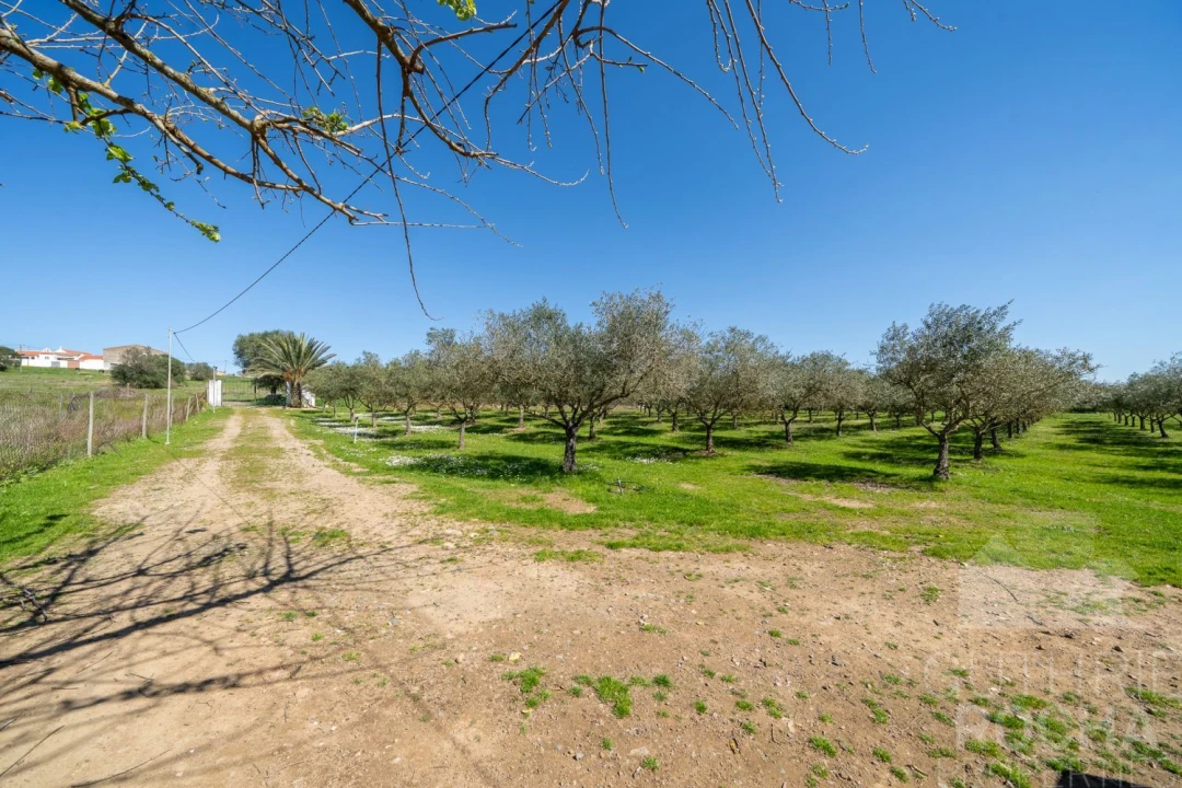 Quinta T2 para Venda em Faro do Alentejo Foto 2