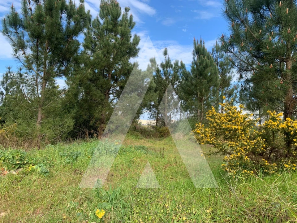 Terreno para Venda em Marinha Grande Foto 11