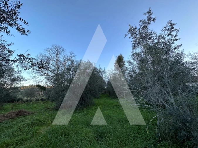 Terreno para Venda em Alvaiázere Foto 8