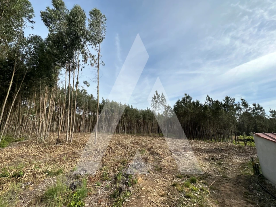 Terreno para Venda em Maçãs de D. Maria Foto 3