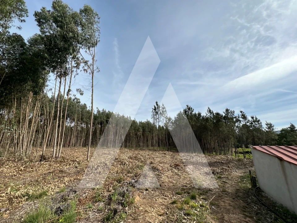 Terreno para Venda em Maçãs de D. Maria Foto 16