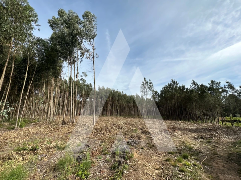Terreno para Venda em Maçãs de D. Maria Foto 23