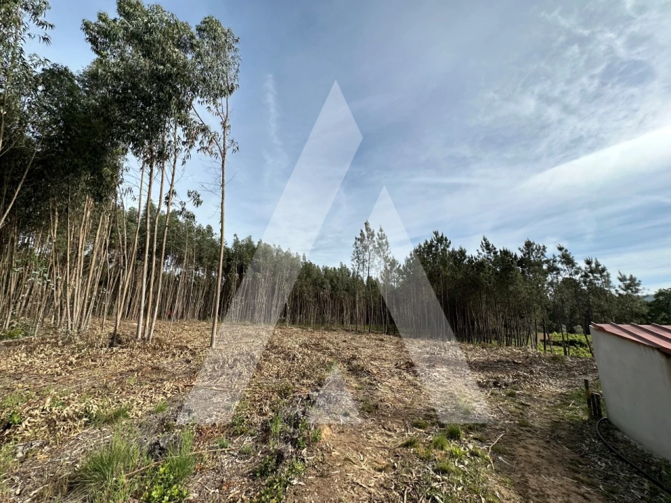 Terreno para Venda em Maçãs de D. Maria Foto 28