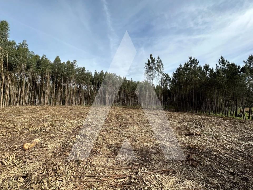 Terreno para Venda em Maçãs de D. Maria Foto 44