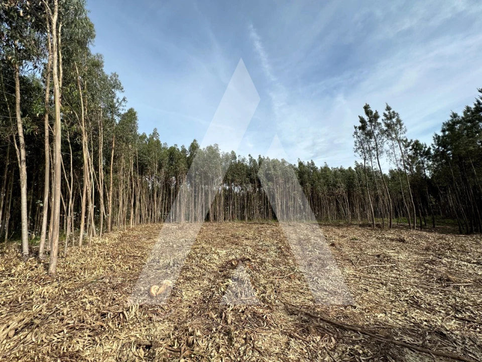 Terreno para Venda em Maçãs de D. Maria Foto 53