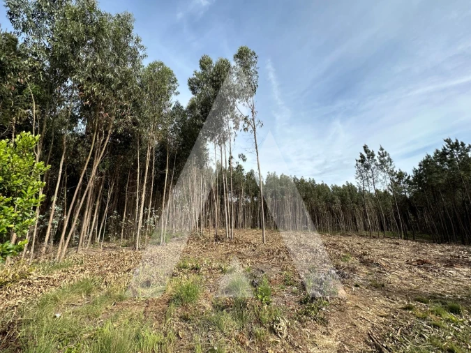 Terreno para Venda em Maçãs de D. Maria Foto 34