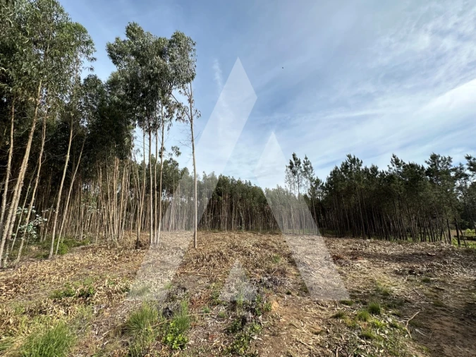 Terreno para Venda em Maçãs de D. Maria Foto 35