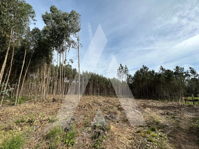 Terreno para Venda em Maçãs de D. Maria Foto 36