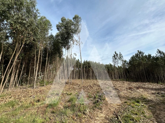 Terreno para Venda em Maçãs de D. Maria Foto 41