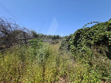 Terreno para Venda em Bustos, Troviscal e Mamarrosa