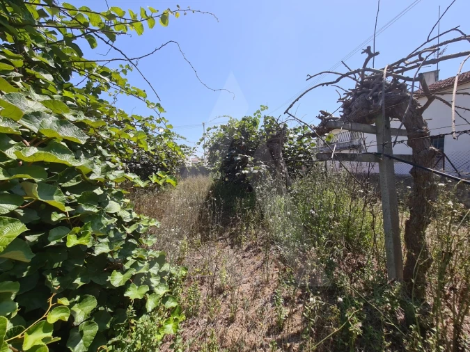 Terreno para Venda em Bustos, Troviscal e Mamarrosa Foto 4