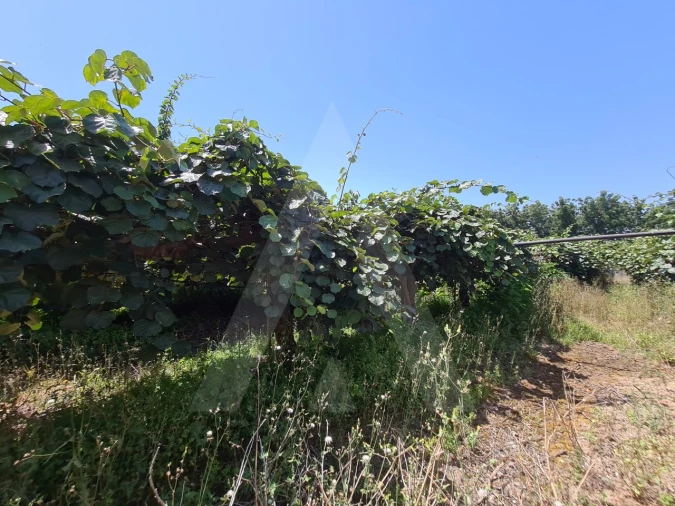 Terreno para Venda em Bustos, Troviscal e Mamarrosa Foto 3