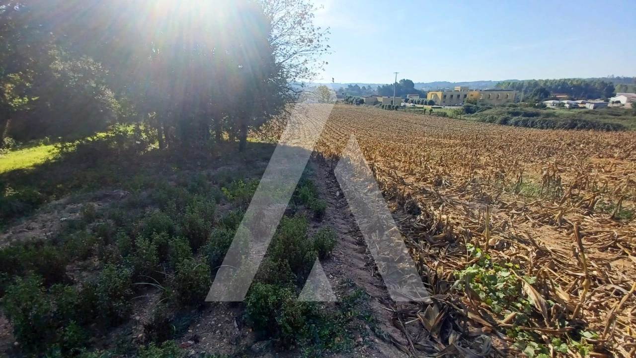 Terreno para Venda em Valongo do Vouga Foto 8