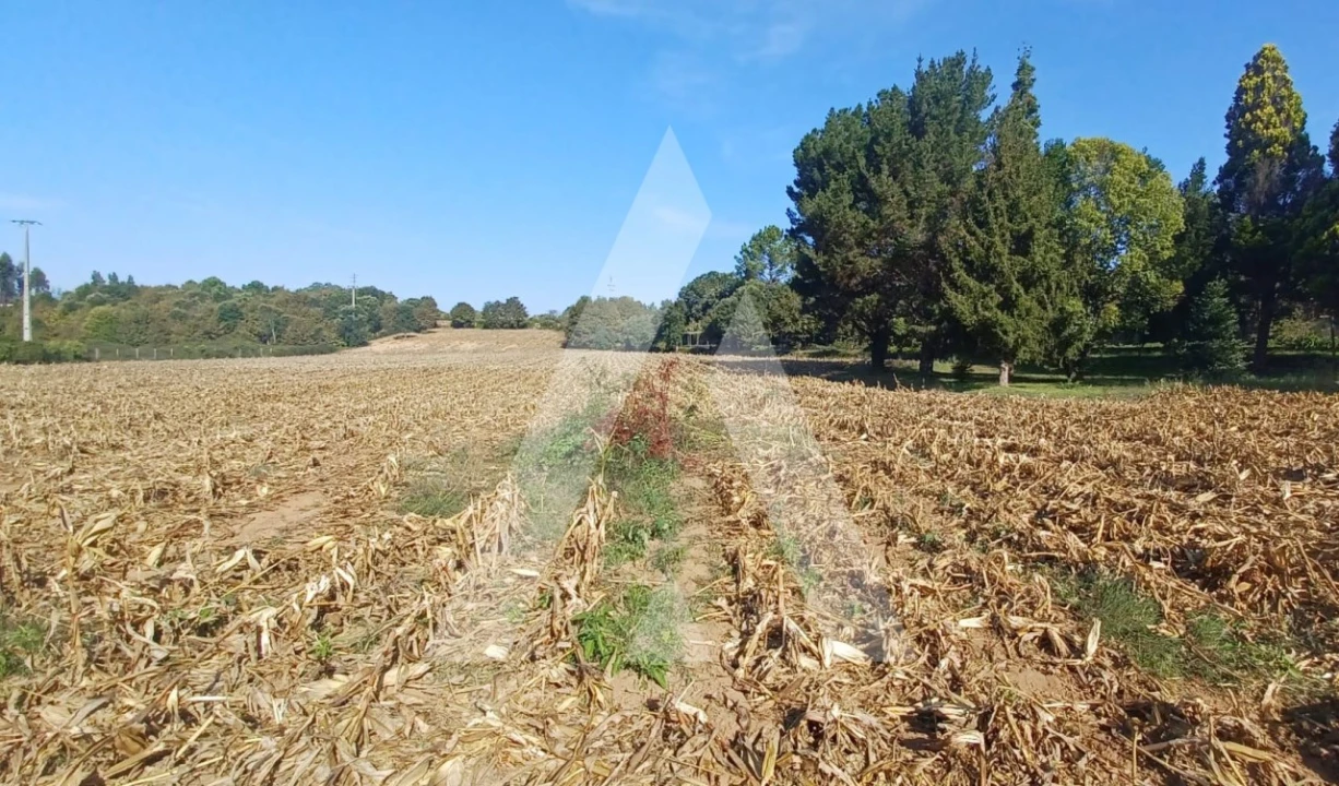 Terreno para Venda em Valongo do Vouga Foto 4